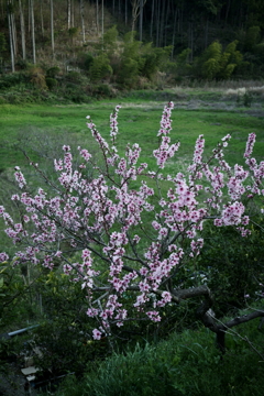 花だより～散歩途中にて：春～