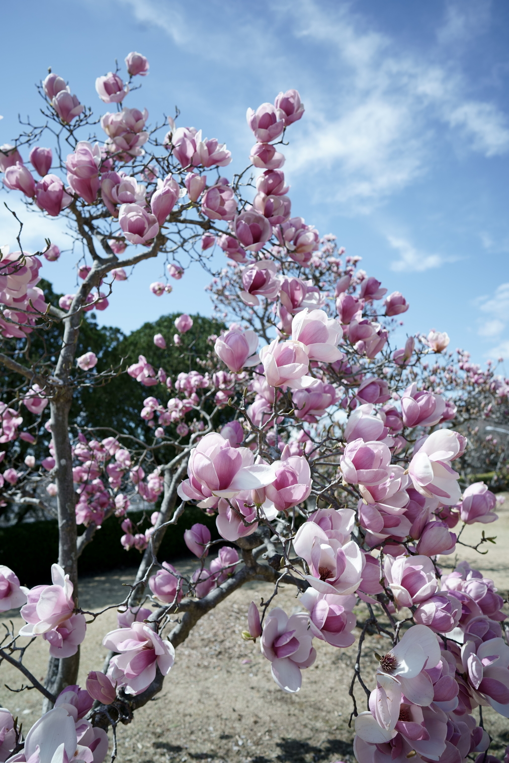 花だより～2021．春～