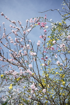 花だより~散歩途中にて~