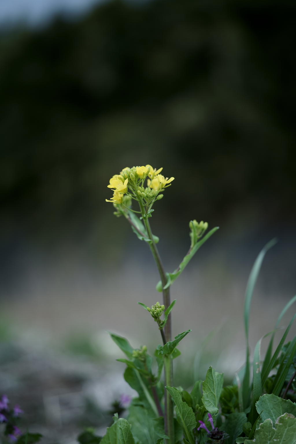 花だより～散歩途中にて：春～