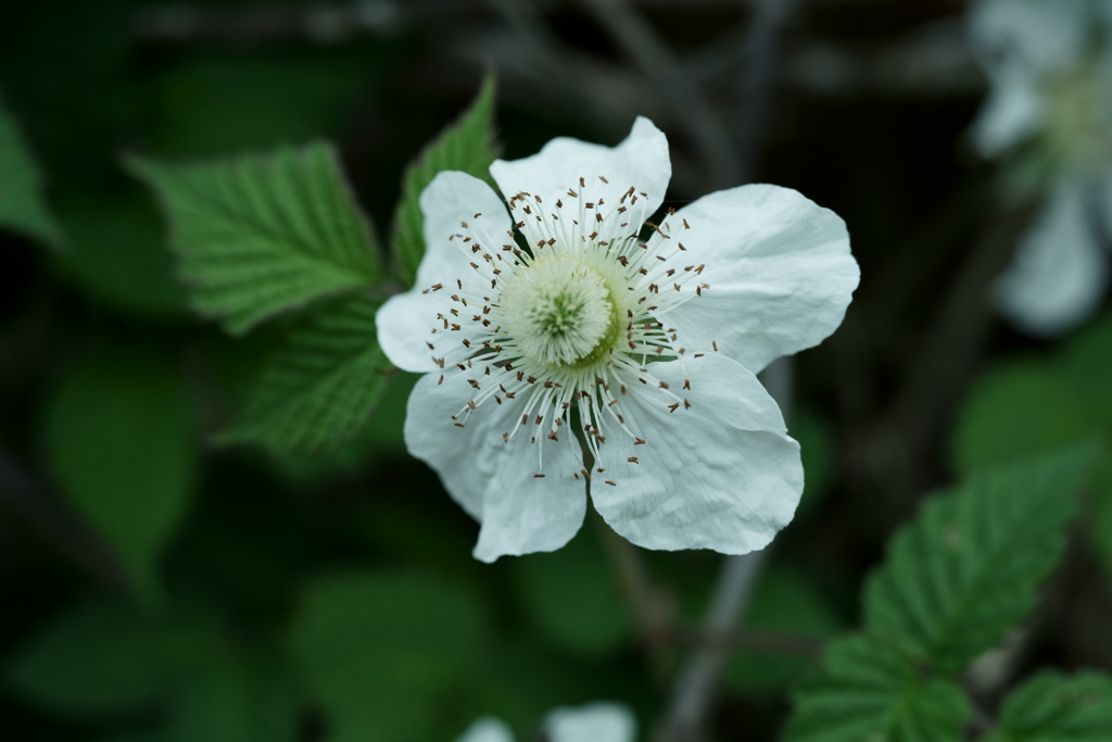 花だより～散歩途中にて：春～