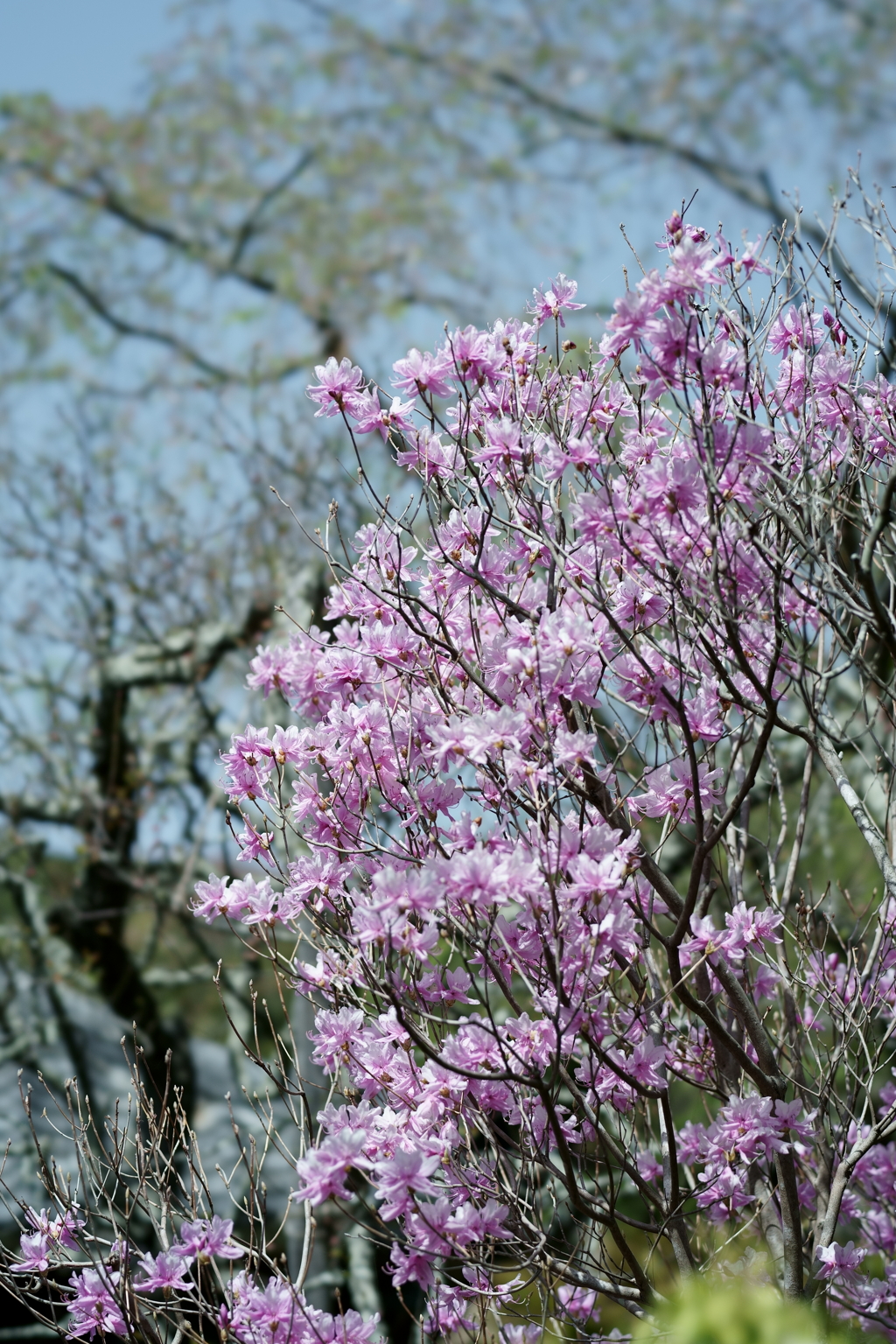 鎌倉散策：花編～春を感じて～