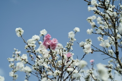 花だより～散歩途中にて：春～