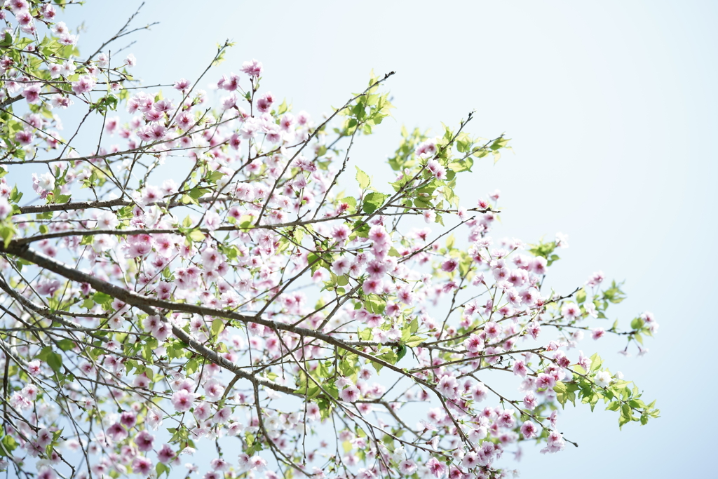 鎌倉散策：花編～春を感じて～