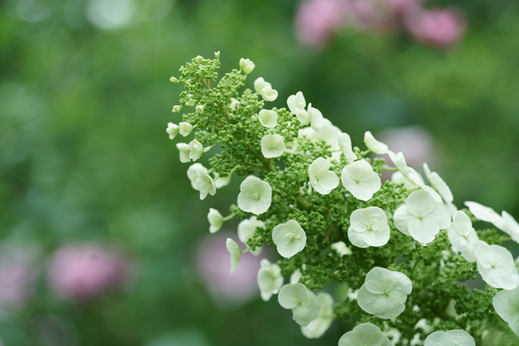 花だより～横浜イングリッシュガーデンにて～