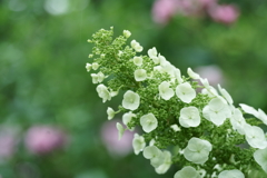 花だより~横浜イングリッシュガーデンにて~