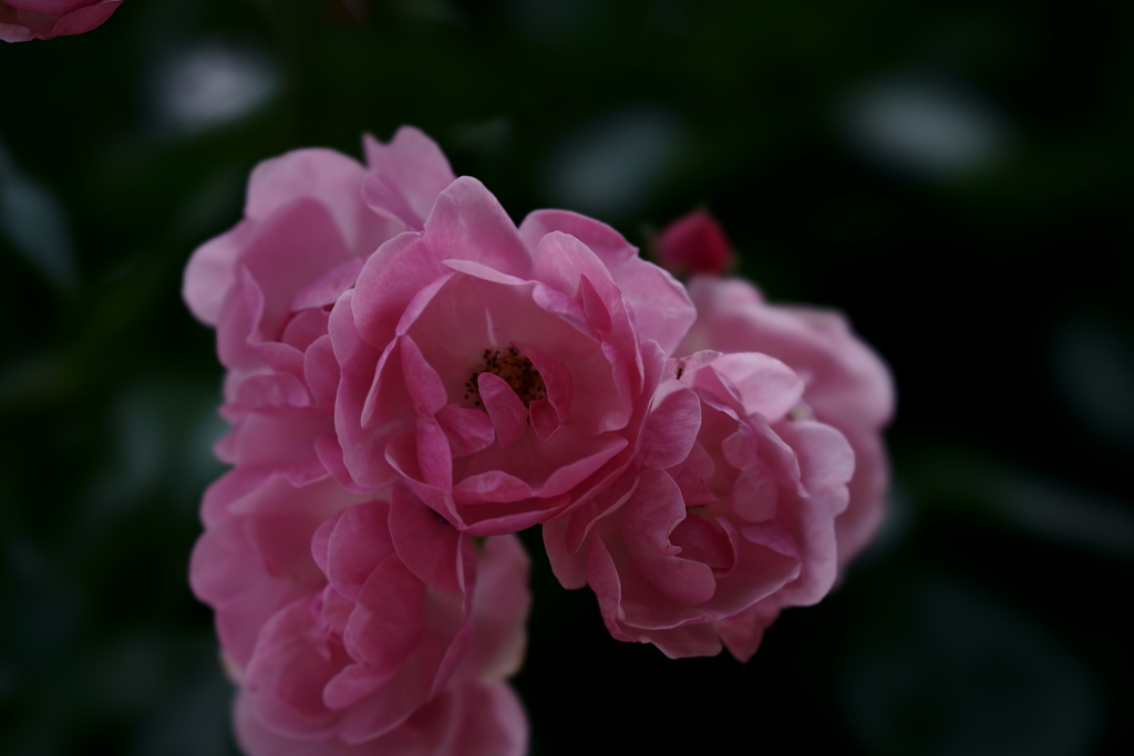 花だより～小田原フラワーガーデンにて～