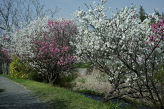 花だより～散歩途中にて：春～