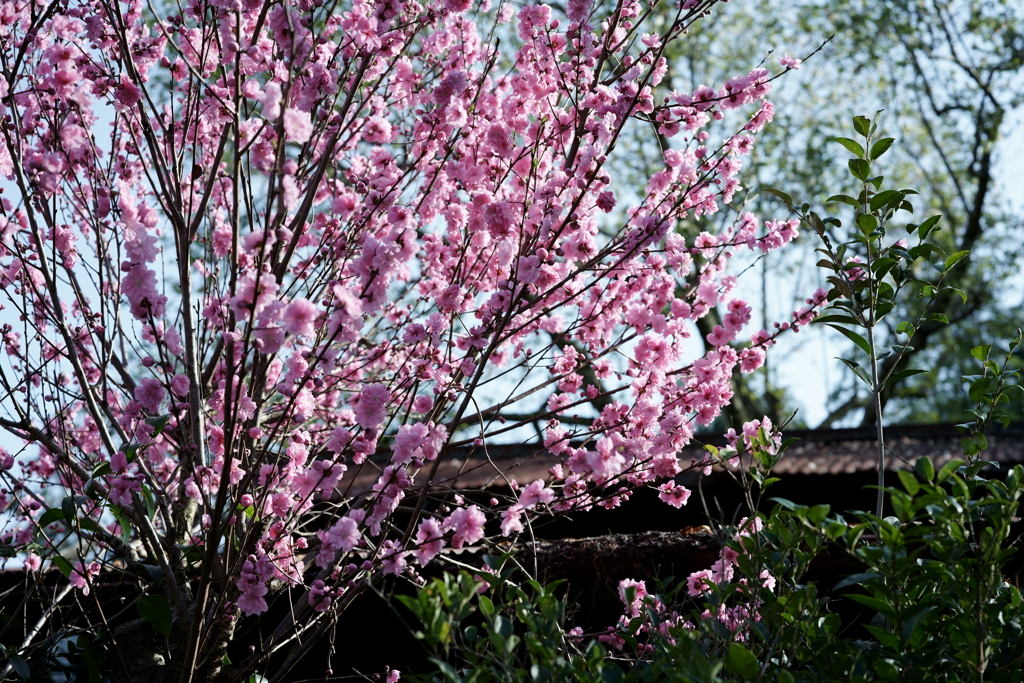 花だより～散歩途中にて：春～