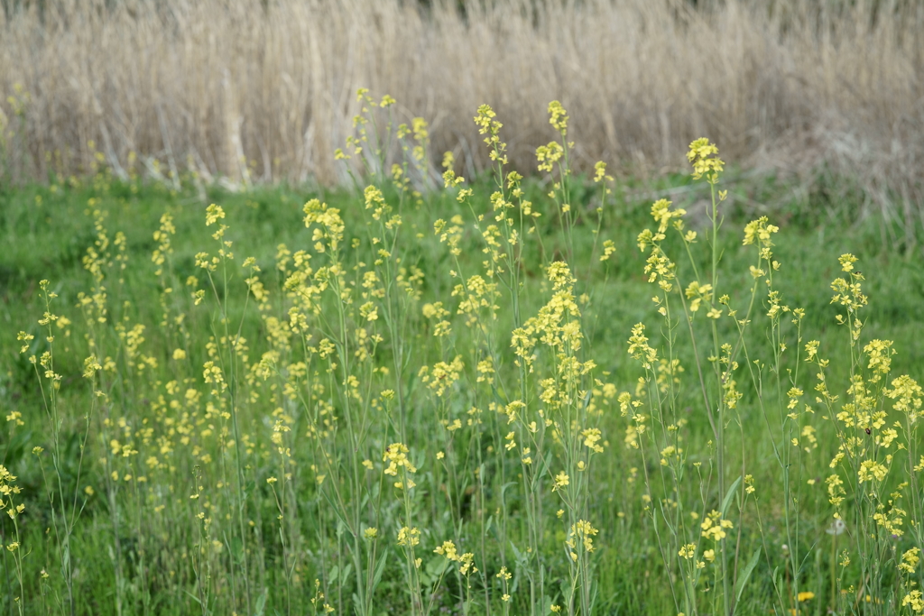 花だより～散歩途中にて：春～