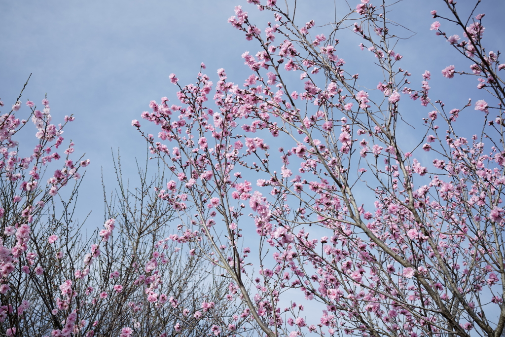 花だより～散歩途中にて～
