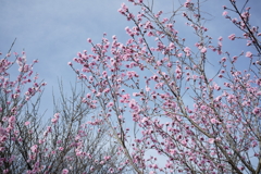 花だより~散歩途中にて~
