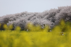 桜と菜の花のコラボ