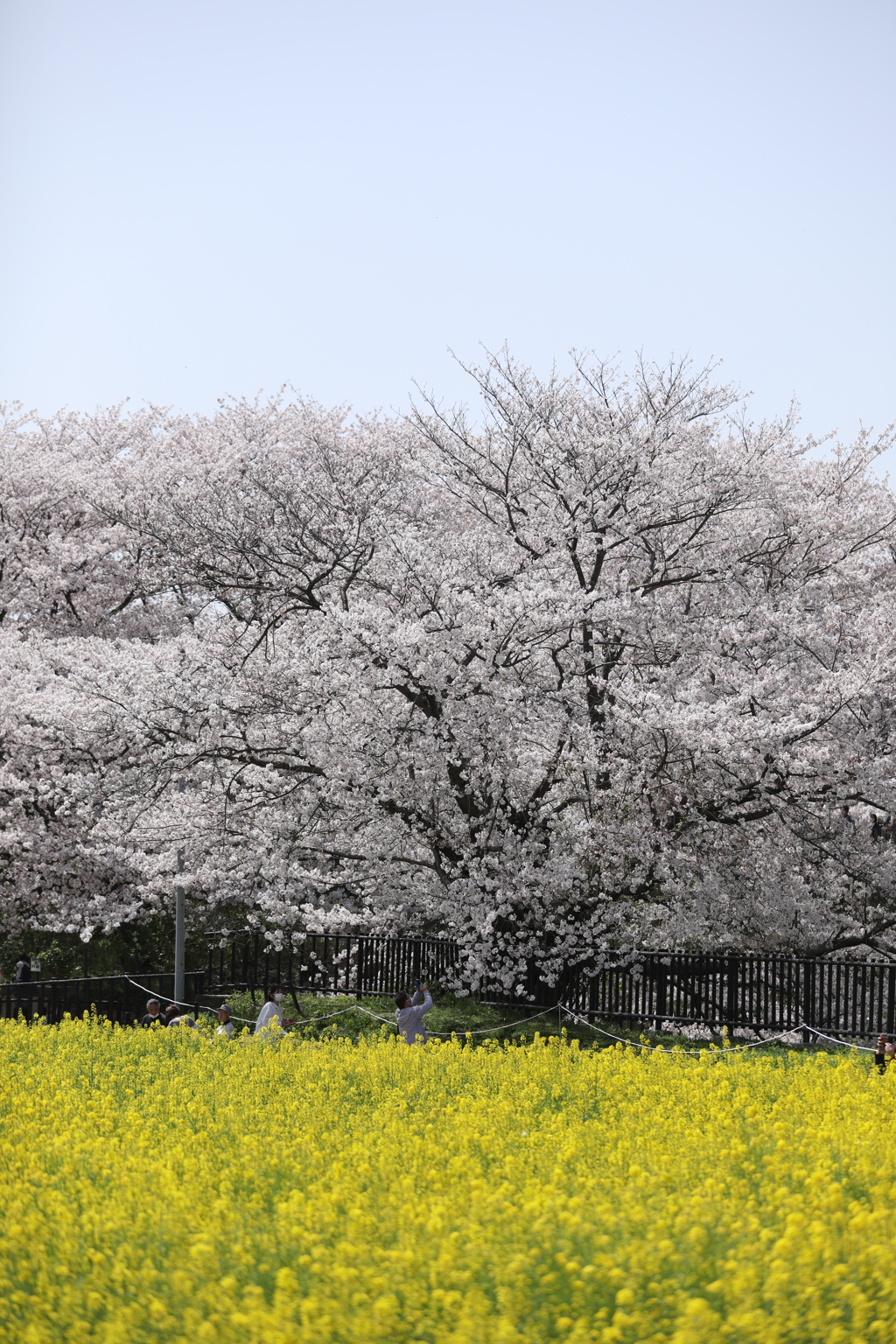 桜と菜の花のコラボ２