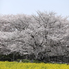 桜と菜の花のコラボ２