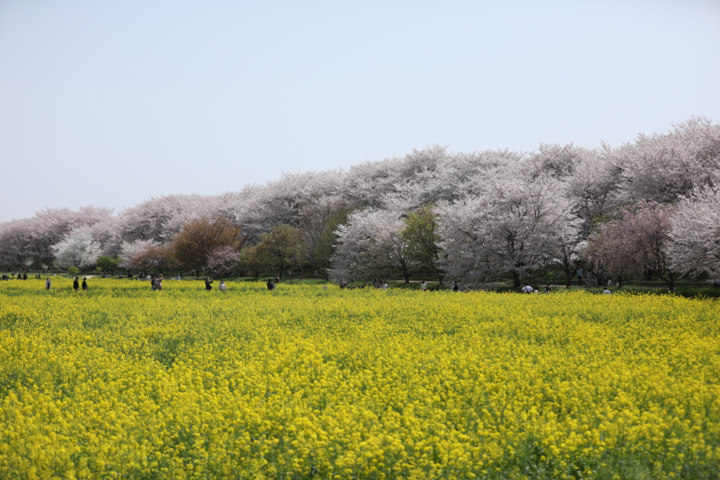 桜と菜の花のコラボ３