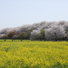 桜と菜の花のコラボ３