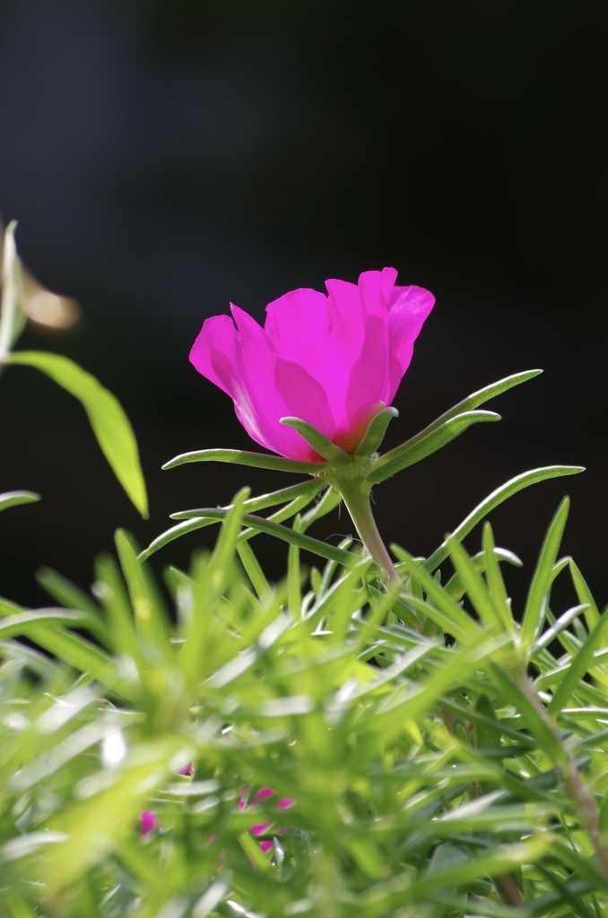 今朝の花③