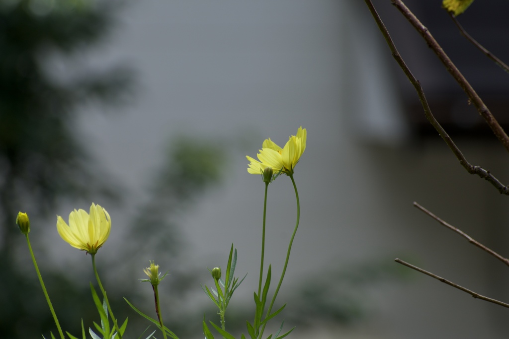 種から植えたレモンブライト