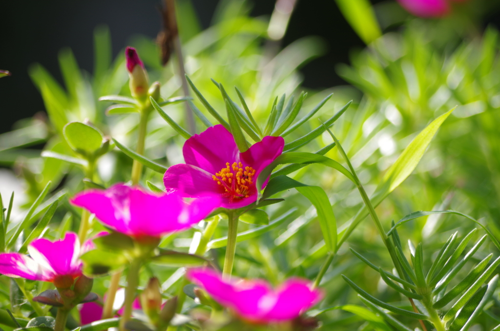 今朝の花①