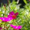 今朝の花①