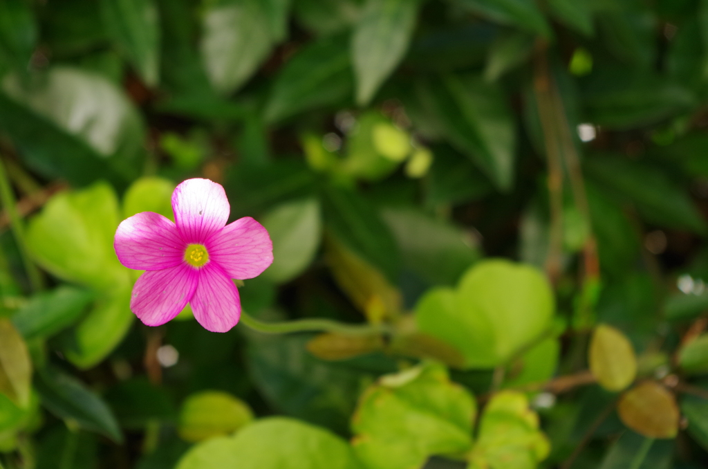 庭のオキザリス