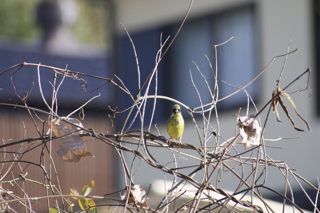 ご近所鳥さんぽ