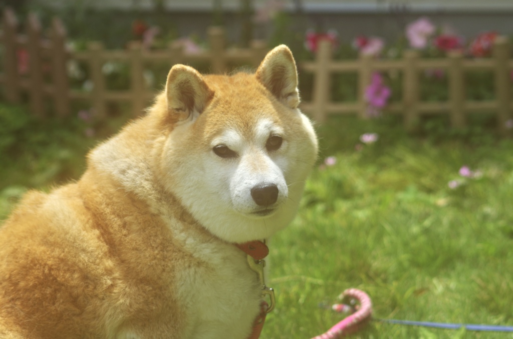 いつかの愛犬ポートレート