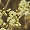 梅の花