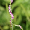 今朝の花