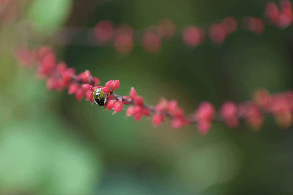 深紅色