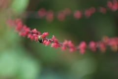 深紅色