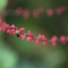 深紅色