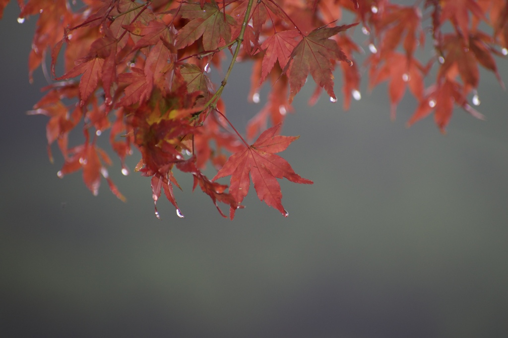 紅葉色