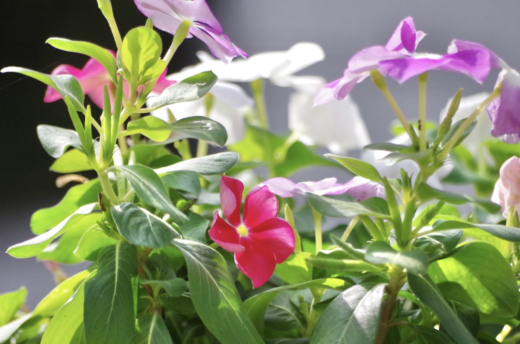 今朝の花②