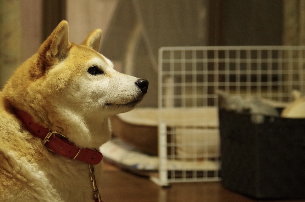 眼差し