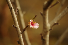 アーモンドの花