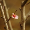 アーモンドの花