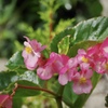 今朝の花③