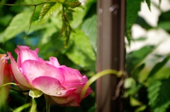 母の好きなバラ