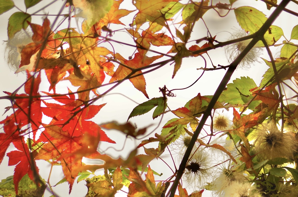ボタンヅル？と紅葉