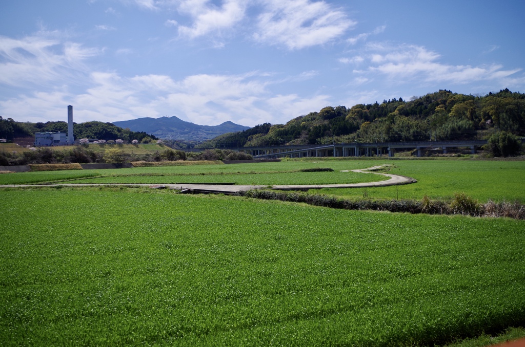 平和を願う麦畑
