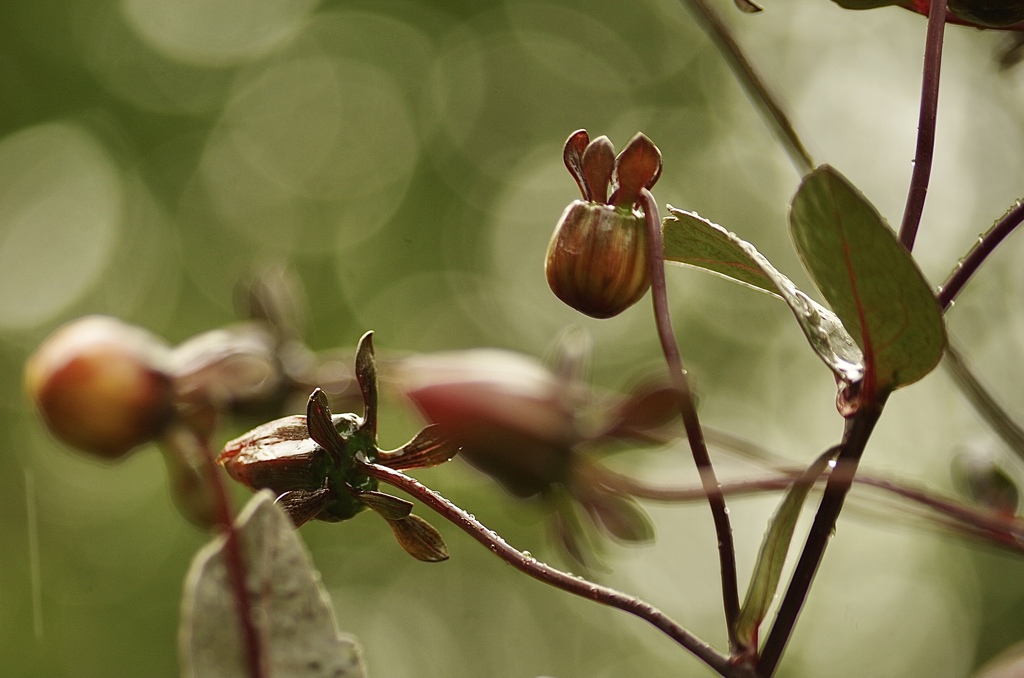 この実なんの実