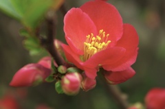 庭の木瓜の花