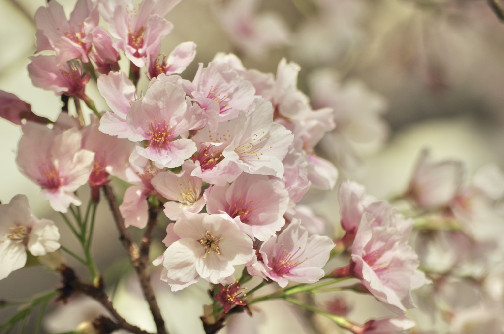 見守るように咲く桜