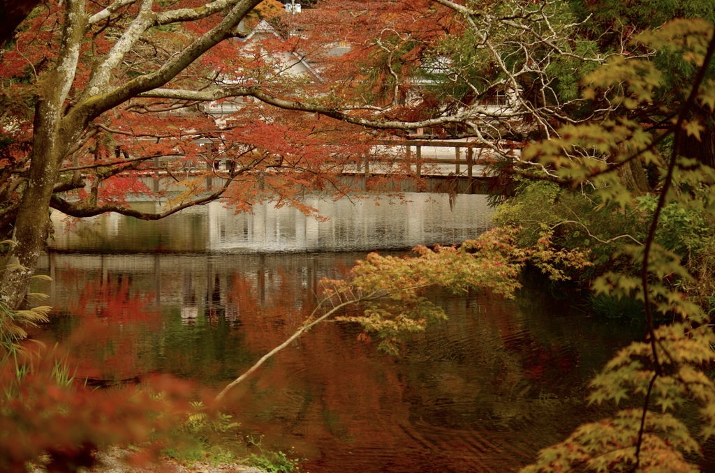 湯布院紅葉狩り