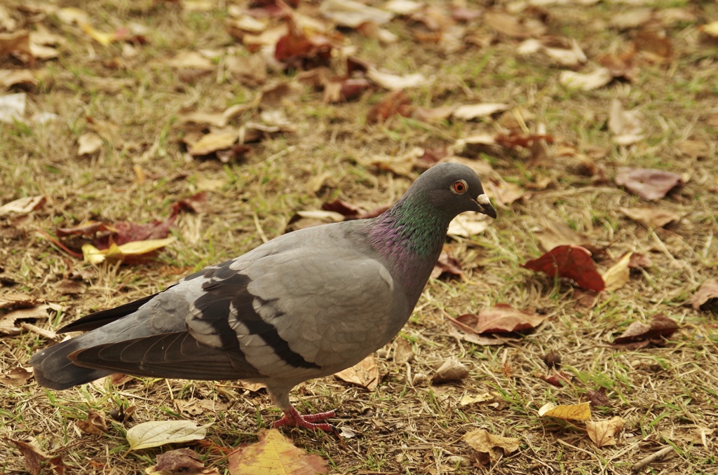鳩撮