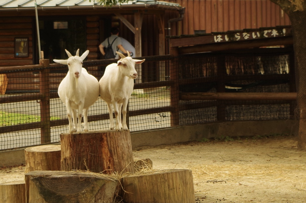 登りたがるヤギさん