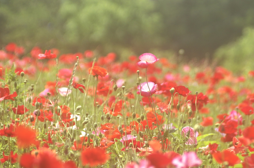 好きな花