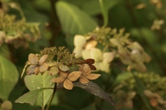 枯れた紫陽花